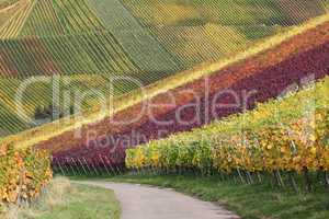 Weinberge mit Weintrauben im Herbst Landschaft