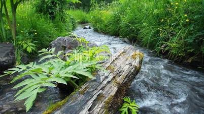 Forest River