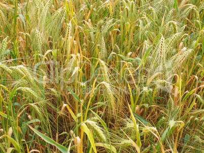 Barleycorn field