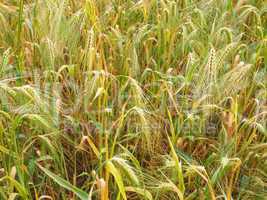 Barleycorn field