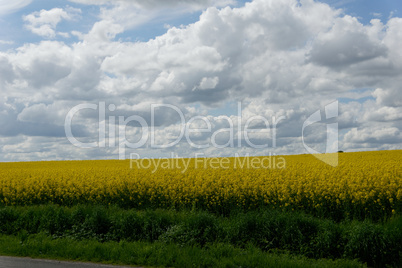 Rapeseed (Brassica napus)