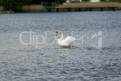 A white swan