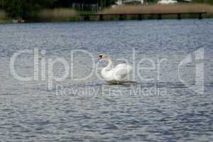 A white swan