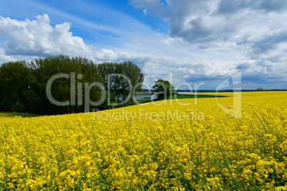 Rapeseed (Brassica napus)