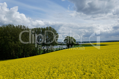 Rapeseed (Brassica napus)