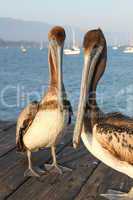 California Pelicans