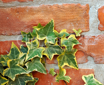 Ivy on brick wall