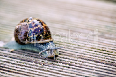 Gartenschnecke