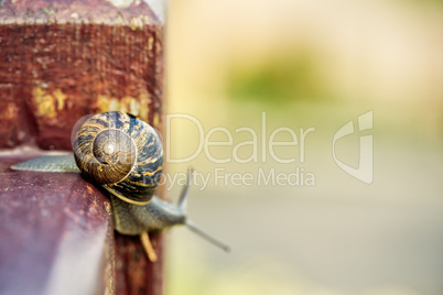 Gartenschnecke