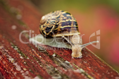 Gartenschnecke