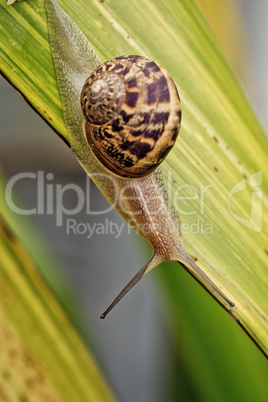 Gartenschnecke