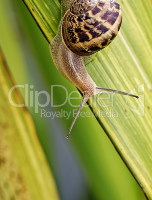 Gartenschnecke