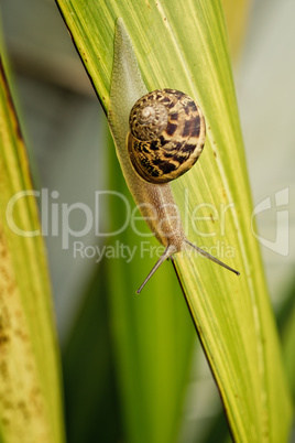 Gartenschnecke