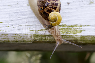 Gartenschnecke