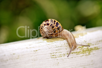 Gartenschnecke