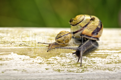 Gartenschnecke