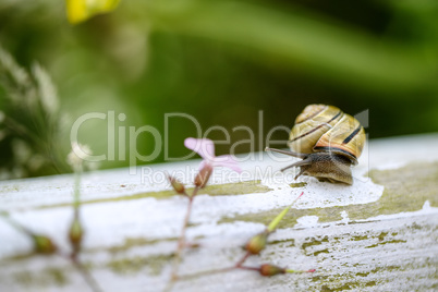 Gartenschnecke