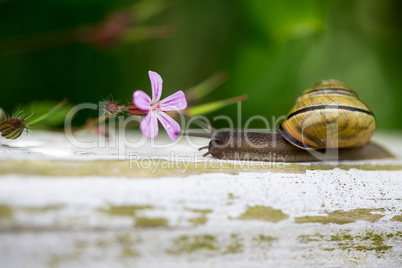 Gartenschnecke