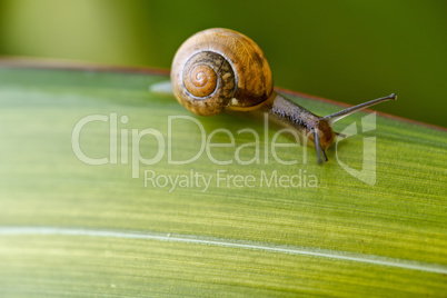 Gartenschnecke