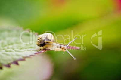 Gartenschnecke