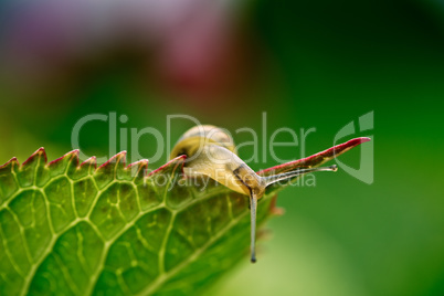 Gartenschnecke