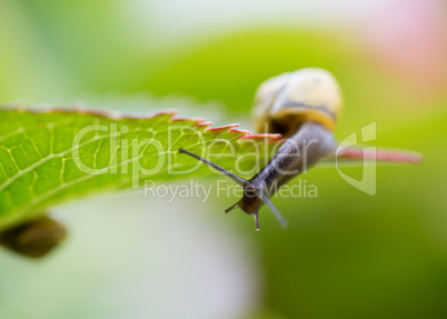 Gartenschnecke