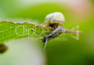 Gartenschnecke