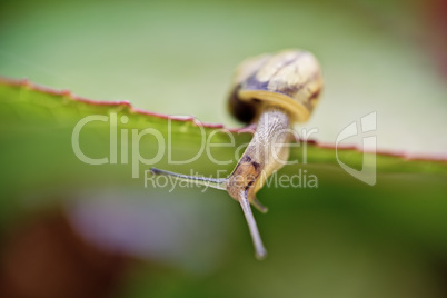Gartenschnecke Gartenschnecke