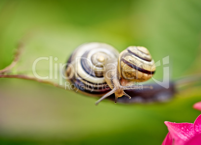 Gartenschnecke