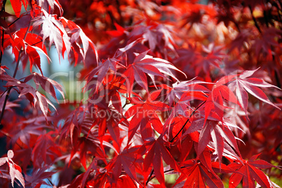 Japanese red acer maple leaves