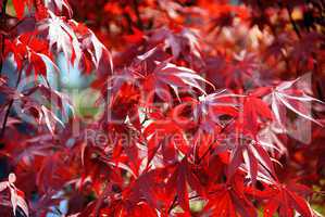 Japanese red acer maple leaves