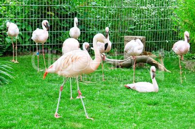 Pink flamingos at the zoo