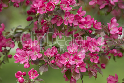 Branch of Blooming Apple Tree 01