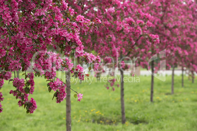 Spring Orchard