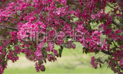 Branch of Blooming Apple Tree 02