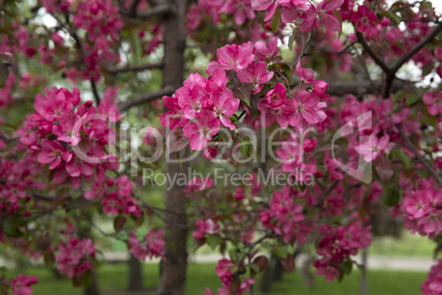 Blooming Apple Trees in the  Spring Garden