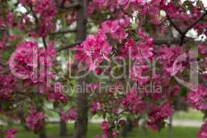 Blooming Apple Trees in the  Spring Garden
