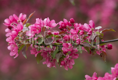 Blooming Apple Trees