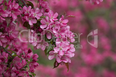 Blooming Apple Trees