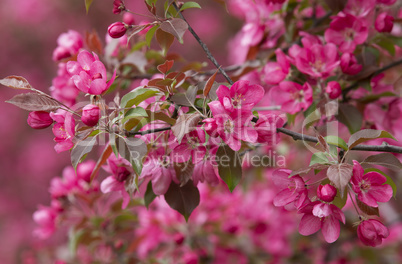 Blooming Apple Trees