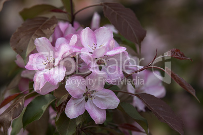 Blooming Apple Trees