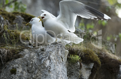 Two Gulls on Rock