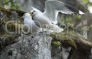 Two Gulls on Rock