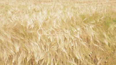 Wheat moving in the wind
