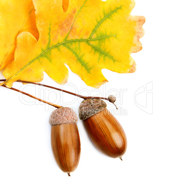 acorns and oak leaves