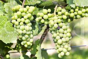 Grapes on the vine when ripe