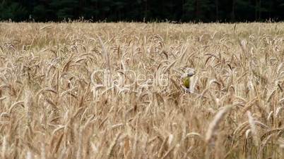 Yellow wagtail sitting on a wheat field
