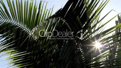 palmenblätter mit sonnenreflexen detail