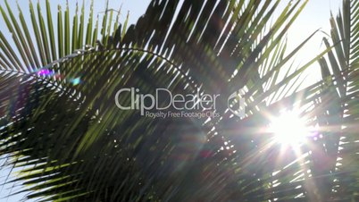 palmenblätter mit sonneneinstrahlung im wind