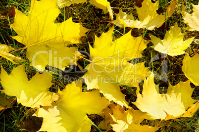 yellow maple leaves on green grass in autumn